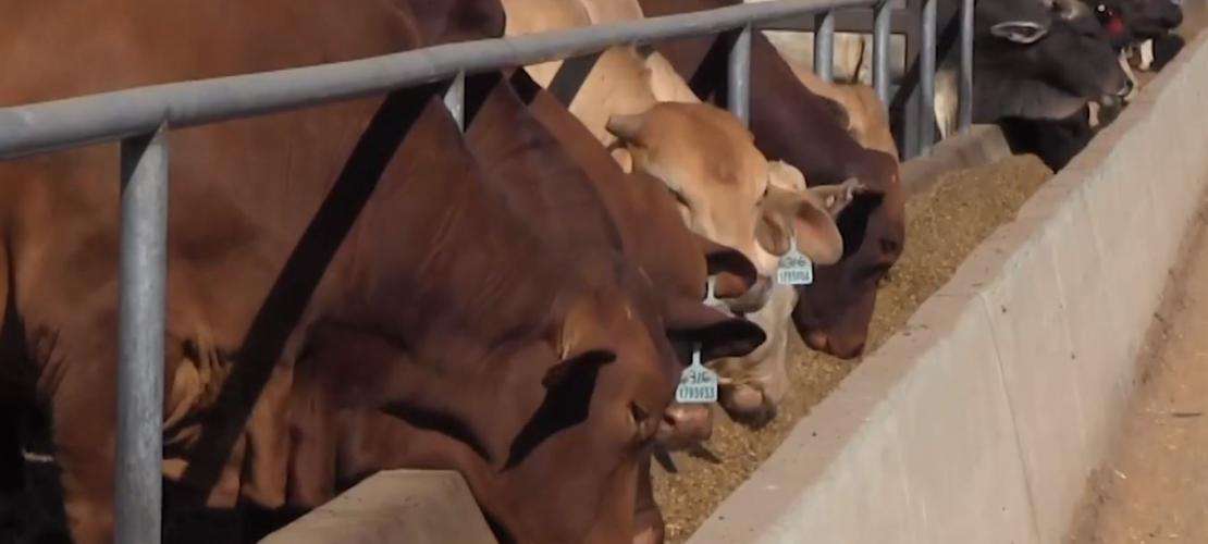 High Precision GNSS to Help Feed Cattle