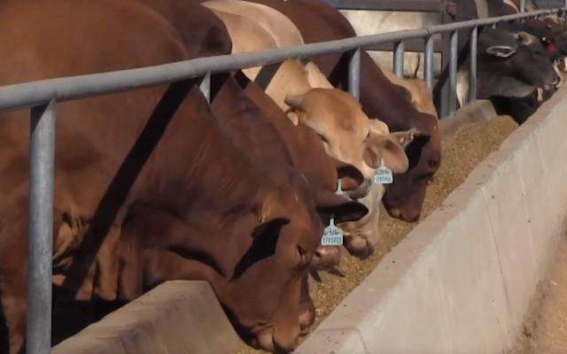 High Precision GNSS to Help Feed Cattle